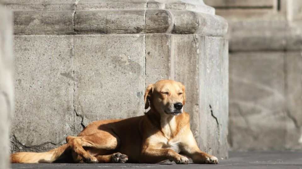 Dan ocho meses de prisión a influencer que publicó un video comiénd*se un perro callejero en Marruecos