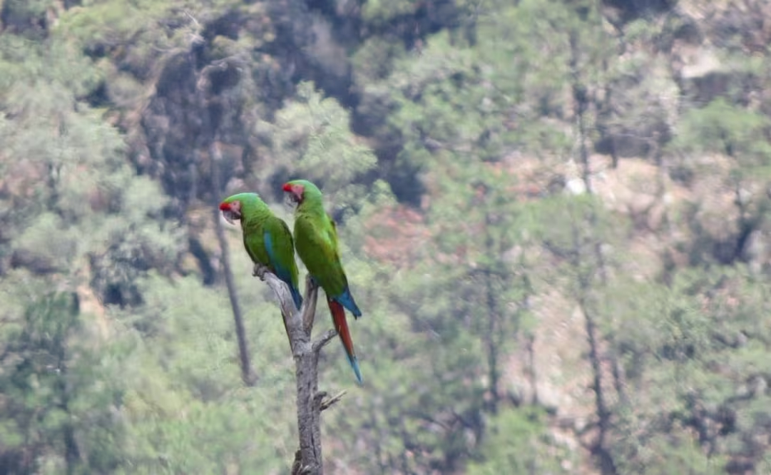 Registran avistamiento en Chihuahua de dos guacamayas verdes, ave en vías de extinción; Conanp llama a preservar su hábitat