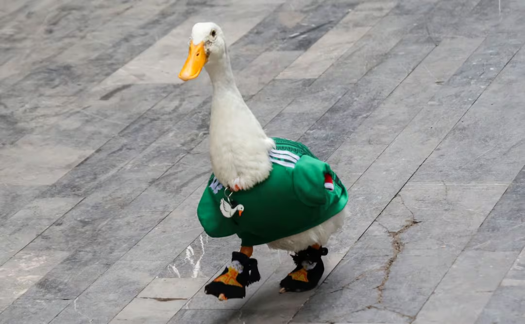 ¡Pato «Merlín» y su familia ya tienen casa! Dueña del ave viral agradece a Sheinbaum entrega de vivienda en CDMX