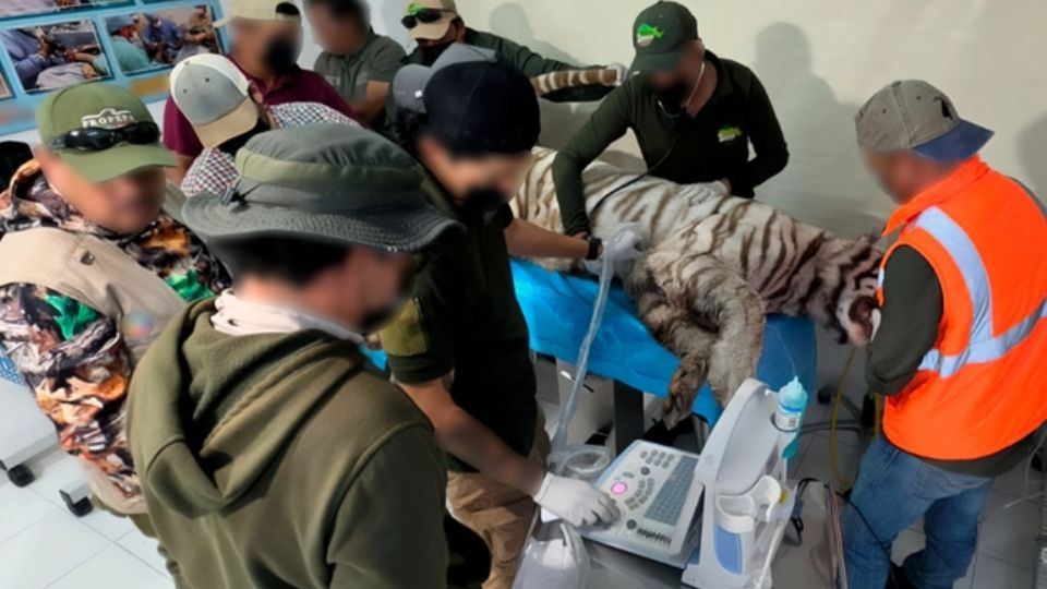 Muere el tigre de Bengala que se escapó de un centro de resguardo; le dispararon tras fallar en sedarlo
